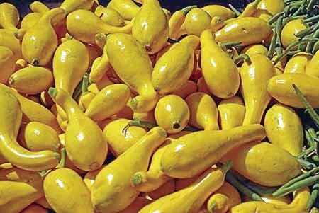 Crookneck squash
